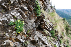 Potentilla eriocarpa tsarongensis