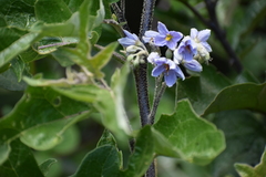 Solanum lanceolatum