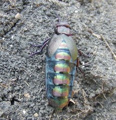 Meloe variegatus