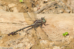 Gomphurus septima