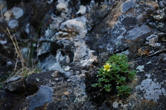 Potentilla eriocarpa tsarongensis