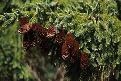 Picea glehnii