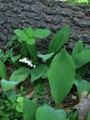 Convallaria