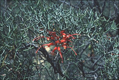 Grevillea asparagoides