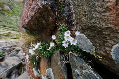 Odontostemma barbatum