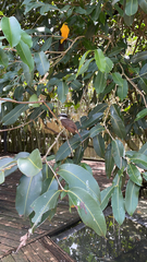 Pitangus sulphuratus