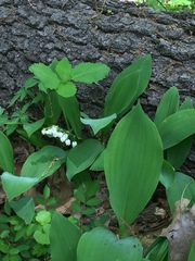 Convallaria