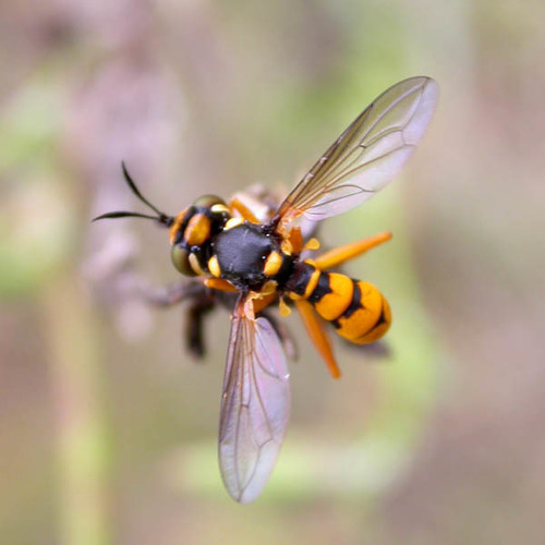 Leopoldius diadematus