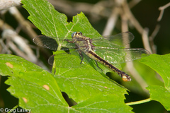 Gomphurus septima