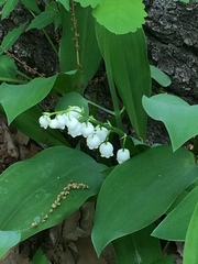 Convallaria