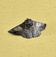 Hypobapta diffundens