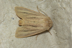 Mythimna pudorina