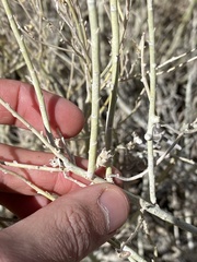 Rhopalomyia utahensis