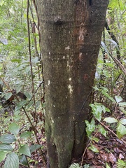 Alchornea latifolia
