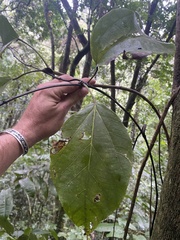 Alchornea latifolia