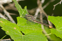 Gomphurus septima