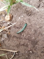 Lepidoptera