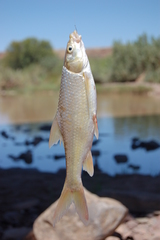 Labeobarbus kimberleyensis