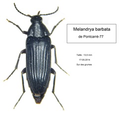 Melandrya barbata