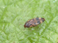 Orchesia undulata