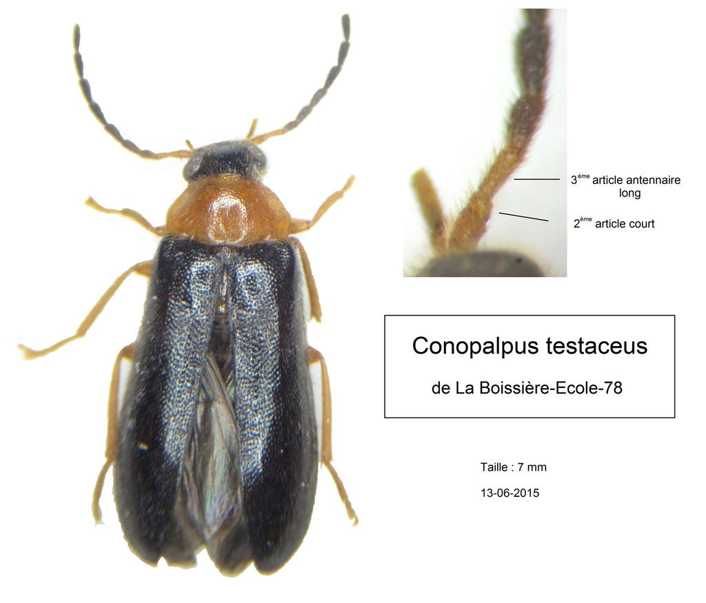 Conopalpus testaceus
