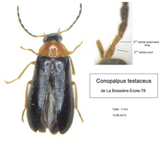 Conopalpus testaceus