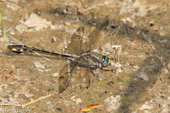 Gomphurus septima