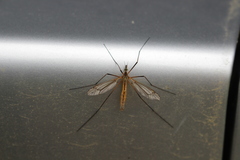 Tipula vernalis