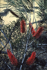 Hakea bucculenta