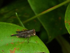 Batrachidea