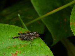 Batrachidea
