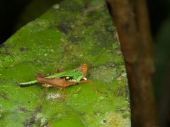 Scaria