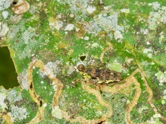 Metrodorinae