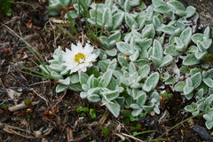 Anaphalis nepalensis monocephala