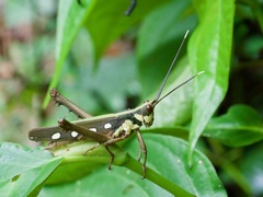 Aeolacris octomaculata
