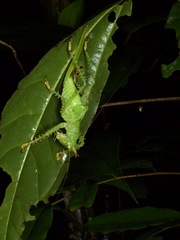 Panacanthus cuspidatus