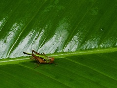 Scaria