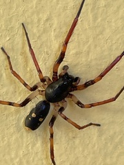 Leichhardteus