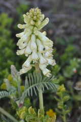 Astragalus nuttallii