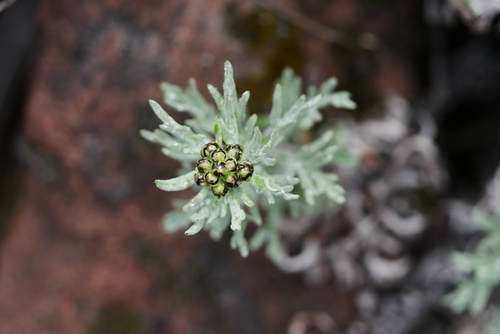 Ajania breviloba