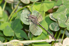 Gomphurus septima