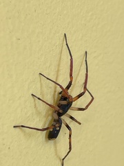 Leichhardteus