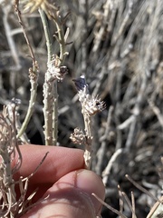 Rhopalomyia utahensis