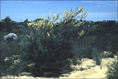 Grevillea eriostachya