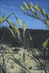 Grevillea eriostachya