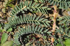 Astragalus nuttallii