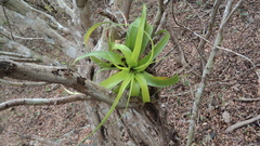Tillandsia elongata