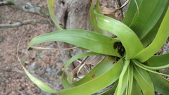 Tillandsia elongata