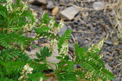 Hedysarum limitaneum