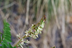 Hedysarum limitaneum
